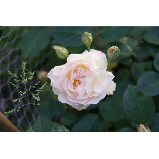 Rosier ancien - Pénélope - ©Roses Guillot®