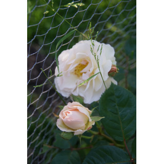 Rosier ancien - Pénélope - ©Roses Guillot®