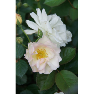 Rosier ancien - Pénélope - ©Roses Guillot®