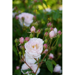 Rosier Ancien - Blush Noisette - ©Roses Guillot®