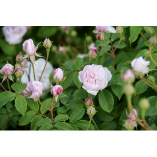 Rosier Ancien - Blush Noisette - ©Roses Guillot®