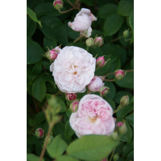 Rosier Ancien - Blush Noisette - ©Roses Guillot®