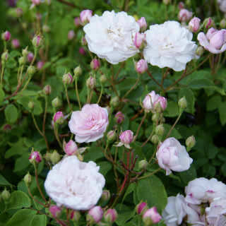 Rosier Ancien - Blush Noisette - ©Roses Guillot®