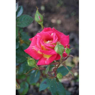 Hybrides de Thé Guillot® - Petite Perfection - ©Roses Guillot®