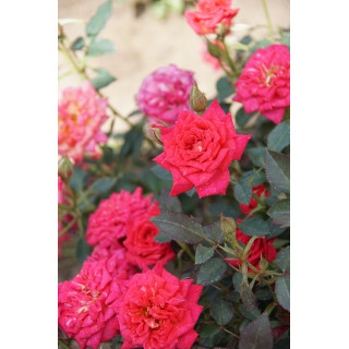 Hybrides de Thé Guillot® - Petite Perfection - ©Roses Guillot®