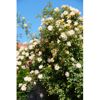 Rosier grimpant ancien - Phyllis Bide- ©Roses Guillot®