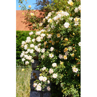 Rosier grimpant ancien - Phyllis Bide- ©Roses Guillot®