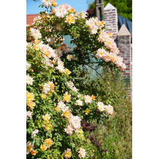 Rosier grimpant ancien - Phyllis Bide- ©Roses Guillot®