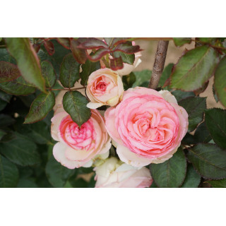 Rosier grimpant - Pierre de Ronsard®