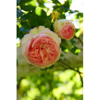Rosier grimpant - Pierre de Ronsard®