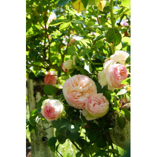 Rosier grimpant - Pierre de Ronsard®