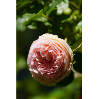 Rosier grimpant - Pierre de Ronsard®