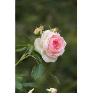 Rosier grimpant - Pierre de Ronsard®