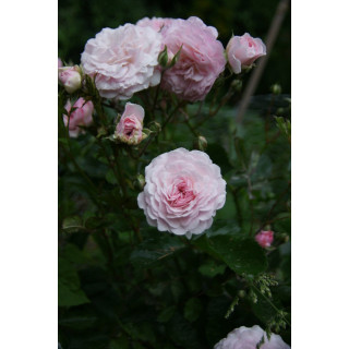 Rosier ancien - Pink Prosperity - ©Roses Guillot®