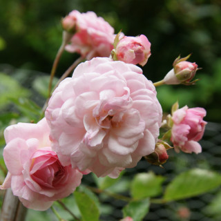 Rosier ancien - Pink Prosperity - ©Roses Guillot®