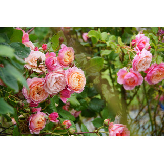 Rosier Générosa® - Prix P.J. Redouté - ©Roses Guillot®