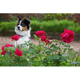 Hybrides de Thé Guillot® - Proud Land - ©Roses Guillot®