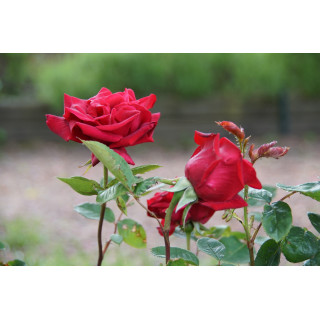 Hybrides de Thé Guillot® - Proud Land - ©Roses Guillot®