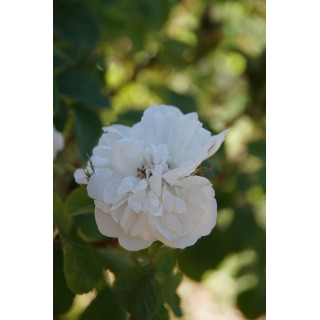 Rosier ancien - Quatre Saisons Blanc Mousseux - ©Roses Guillot® 