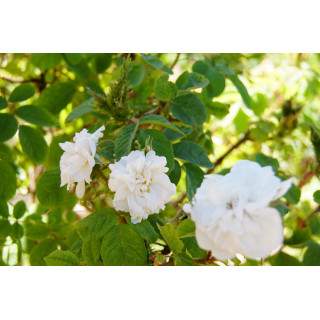 Rosier ancien - Quatre Saisons Blanc Mousseux - ©Roses Guillot® 