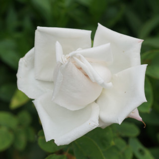 Rosier ancien - Reine des Neiges 
