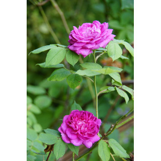 Rosier ancien - Reine des Violettes - ©Roses Guillot®