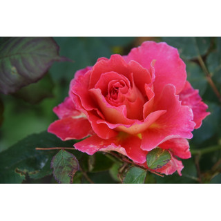 Rosier Générosa® - Reine Sammut - ©Roses Guillot®