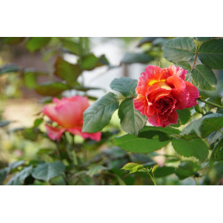 Rosier Générosa® - Reine Sammut - ©Roses Guillot®