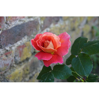 Rosier Générosa® - Reine Sammut - ©Roses Guillot®