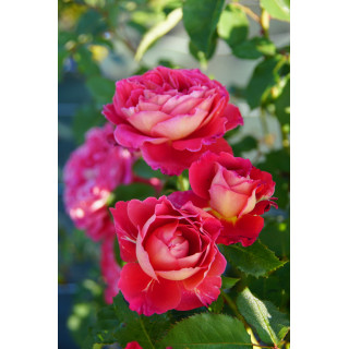 Rosier Générosa® - Reine Sammut - ©Roses Guillot®