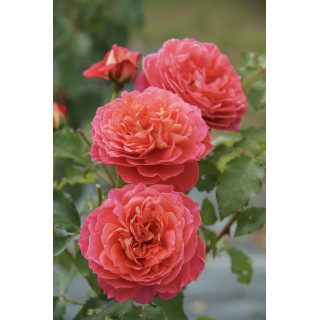 Rosier Générosa® - Reine Sammut - ©Roses Guillot®
