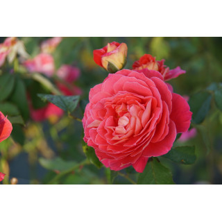 Rosier Générosa® - Reine Sammut - ©Roses Guillot®