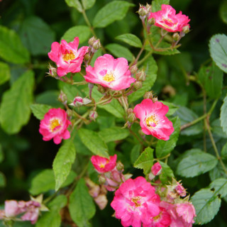 Rosier ancien - Robin Hood - ©Roses Guillot®