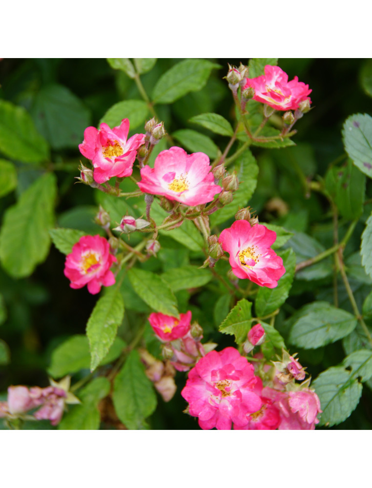 Rosier ancien - Robin Hood - ©Roses Guillot®