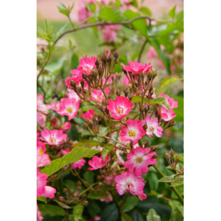 Rosier ancien - Robin Hood - ©Roses Guillot®