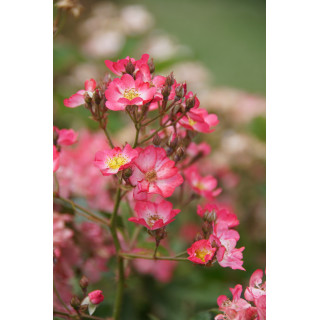 Rosier ancien - Robin Hood - ©Roses Guillot®