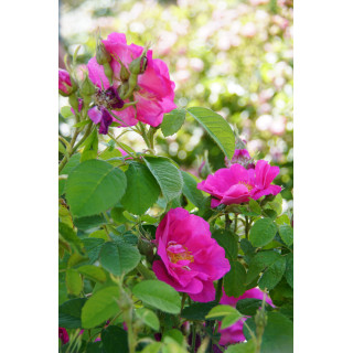 Rose de Provins -  Rosa Gallica Officinalis - ©Roses Guillot® 