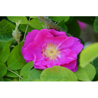 Rose de Provins -  Rosa Gallica Officinalis - ©Roses Guillot® 