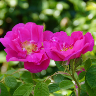 Rose de Provins -  Rosa Gallica Officinalis - ©Roses Guillot® 