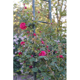 Rosier Générosa® Grimpant - Rose Salma Es-Said - ©Roses Guillot®