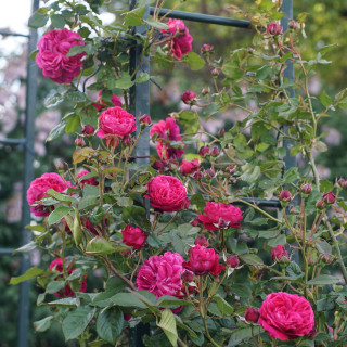 Rosier Générosa® Grimpant - Rose Salma Es-Said - ©Roses Guillot®