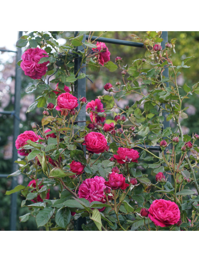 Rosier Générosa® Grimpant - Rose Salma Es-Said - ©Roses Guillot®