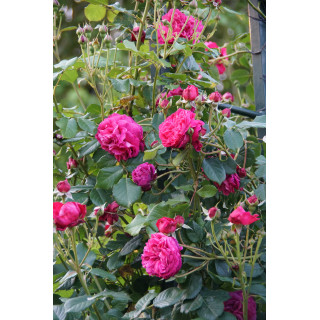 Rosier Générosa® Grimpant - Rose Salma Es-Said - ©Roses Guillot®