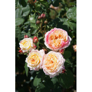Rosier Générosa® - Rosomane Janon - ©Roses Guillot®