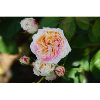 Rosier Générosa® - Rosomane Janon - ©Roses Guillot®