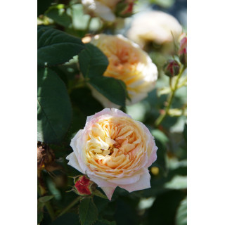 Rosier Générosa® - Rosomane Janon - ©Roses Guillot®