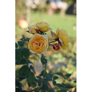 Rosier Générosa® - Rosomane Janon - ©Roses Guillot®
