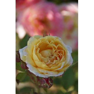 Rosier Générosa® - Rosomane Janon - ©Roses Guillot®