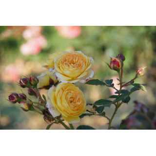Rosier Générosa® - Rosomane Janon - ©Roses Guillot®