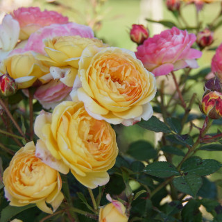Rosier Générosa® - Rosomane Janon - ©Roses Guillot®